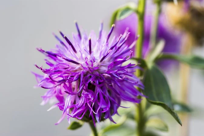 Thistle Bainne