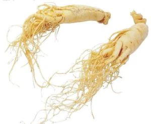 Meiriceánach Ginseng Sliocht