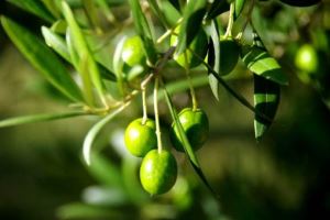 Sliocht Olive