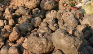 Sliocht Konjac