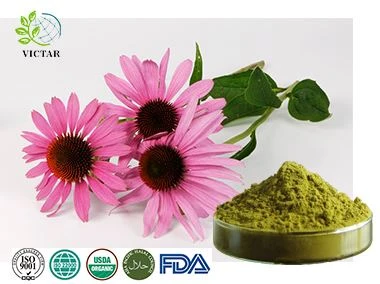 Púdar Echinacea Purpurea