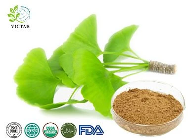 Sliocht Leaf Ginkgo Biloba